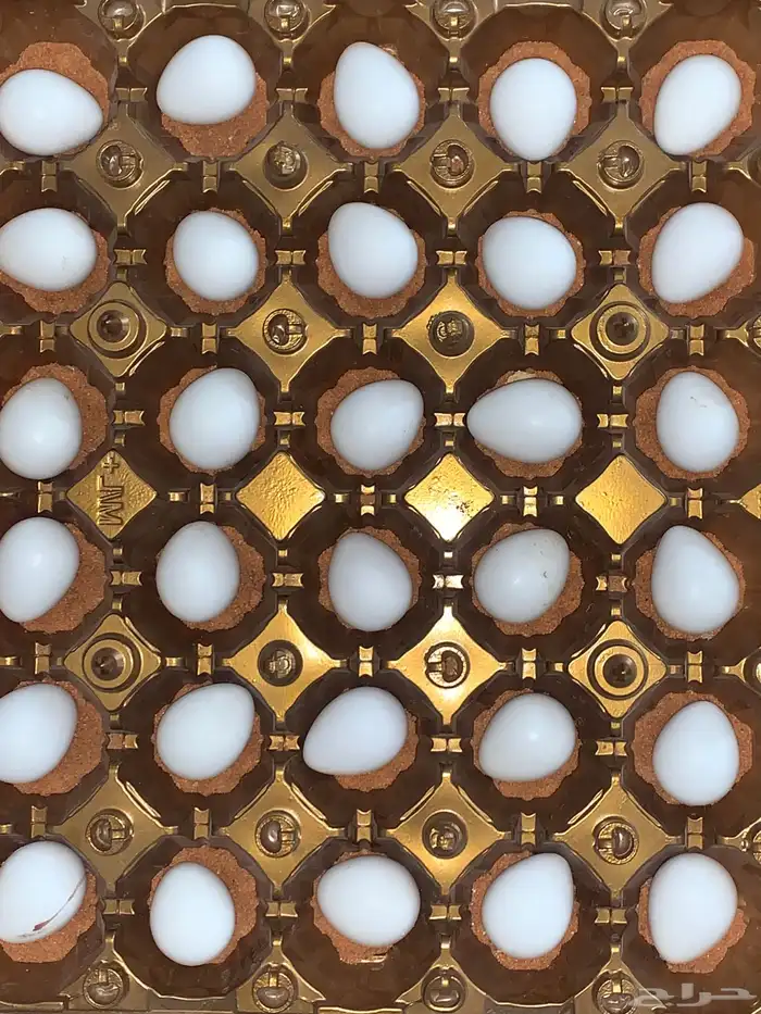 للبيع بيض سمان بوب وايت (تم البيع) 1