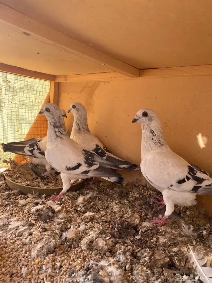للبيع حمام ام معه طباته 5