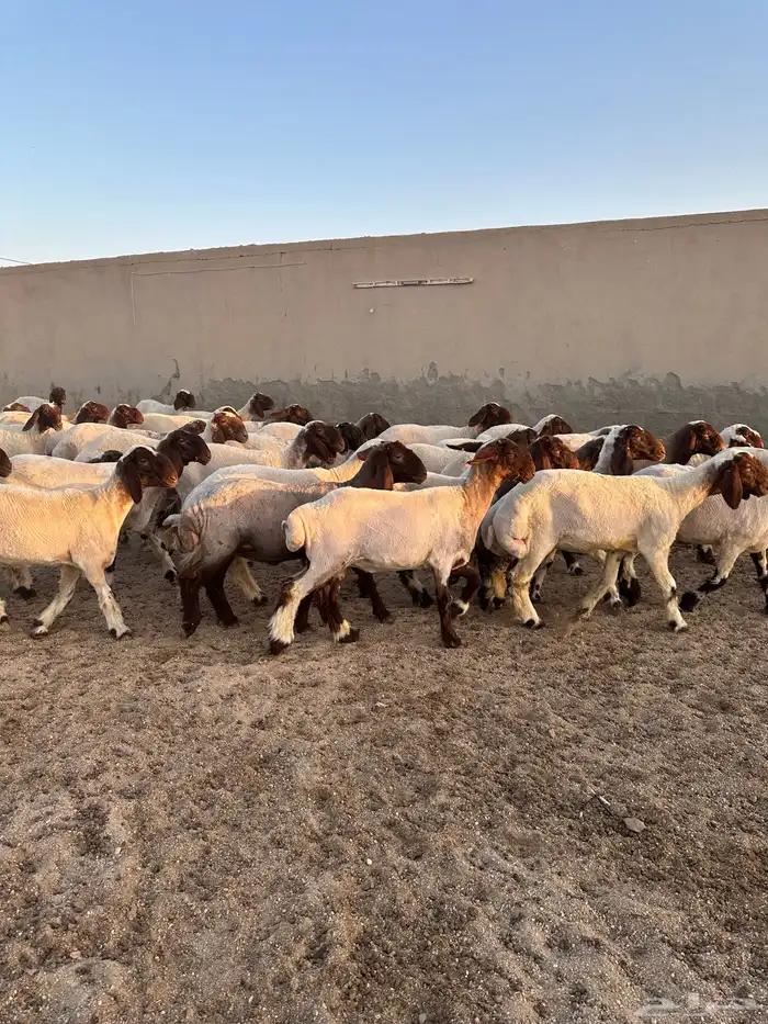 جذعات أنعيم طيبه ( تم البييع ) 3