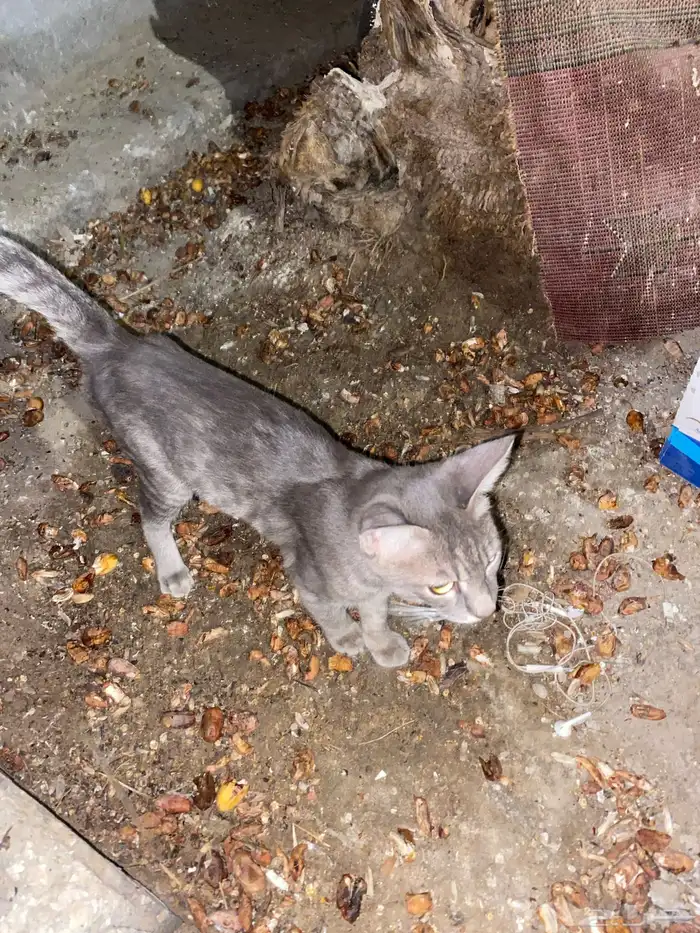 قطوه مفقودة في حي المحمدية الي يتعرف راعيه ياكلمن الجنس ذكر 1