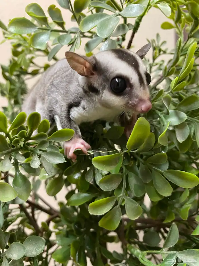 شوقر قلايدر - السنجاب الطائر SugarGlider 13