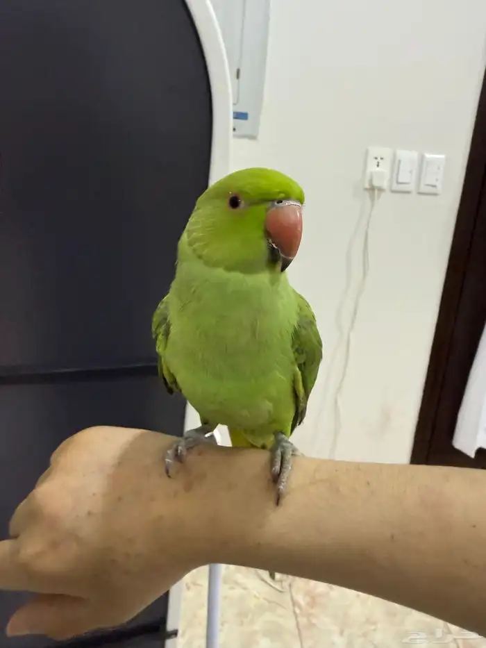 ببغاء دره 4