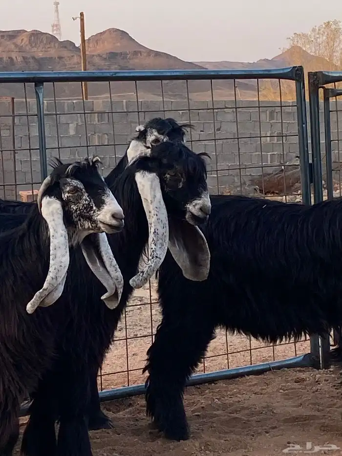 معزا عوارض صنف بفحلها (تم البيع) 7