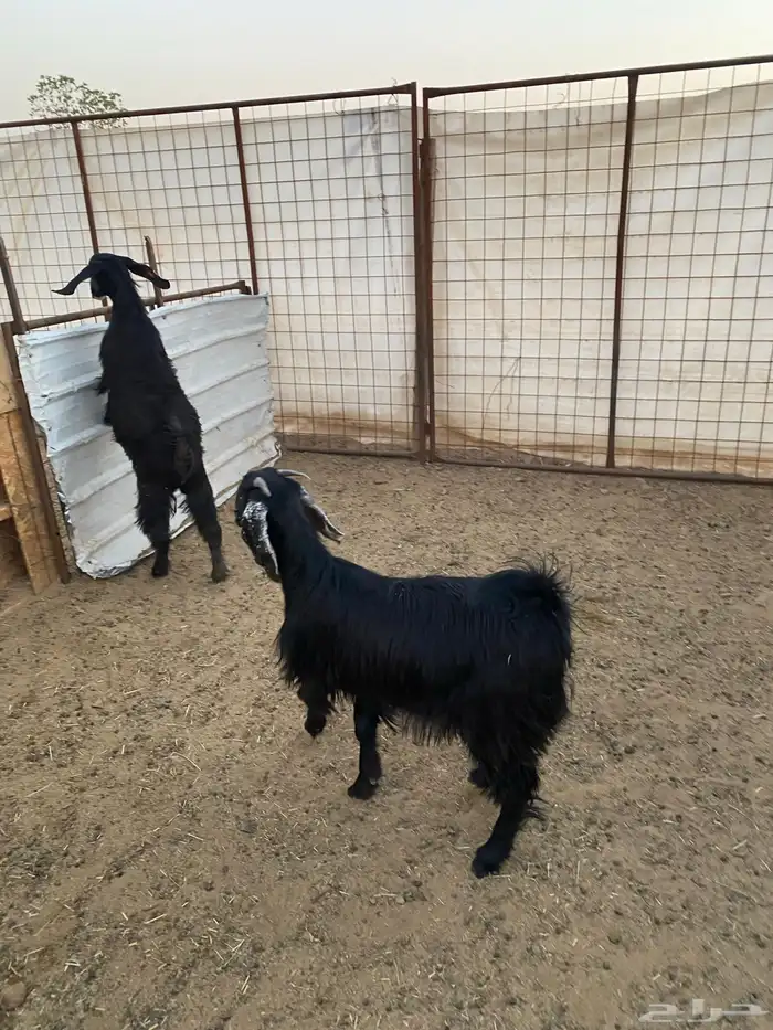 جفار ( تم البيع ) 5