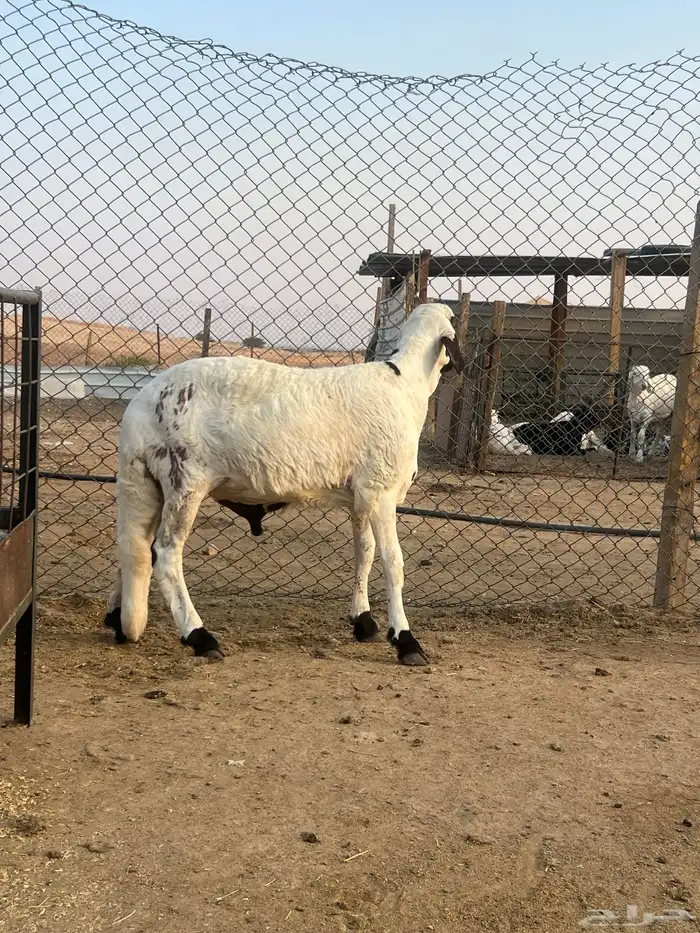 طليان سواكن مرابي جبره وفل شحم 8