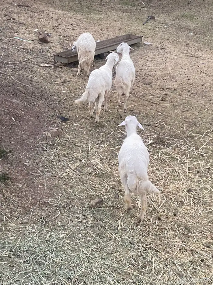 أربعه خرفان 3