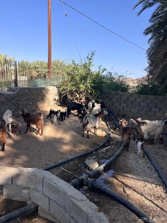 معزا متابيع 6