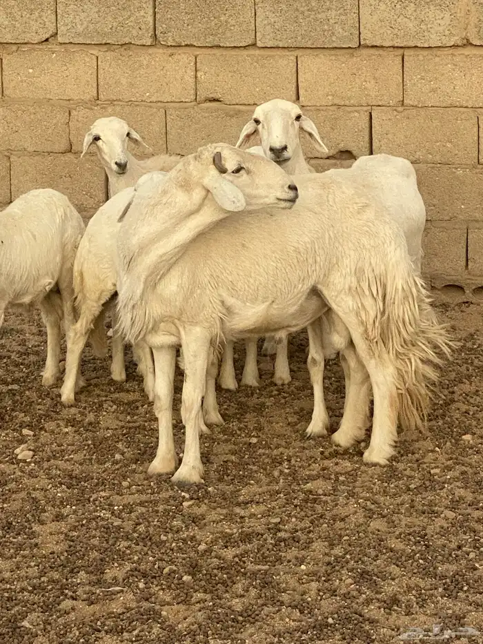 خروف فحل وتيس للبيع 0