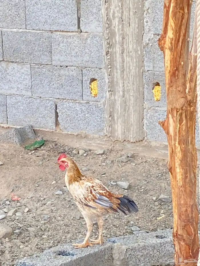 دجاجه باكستانيه عليها ثلاث فروخ دجاجتين وديك العمر خمس شهور 2