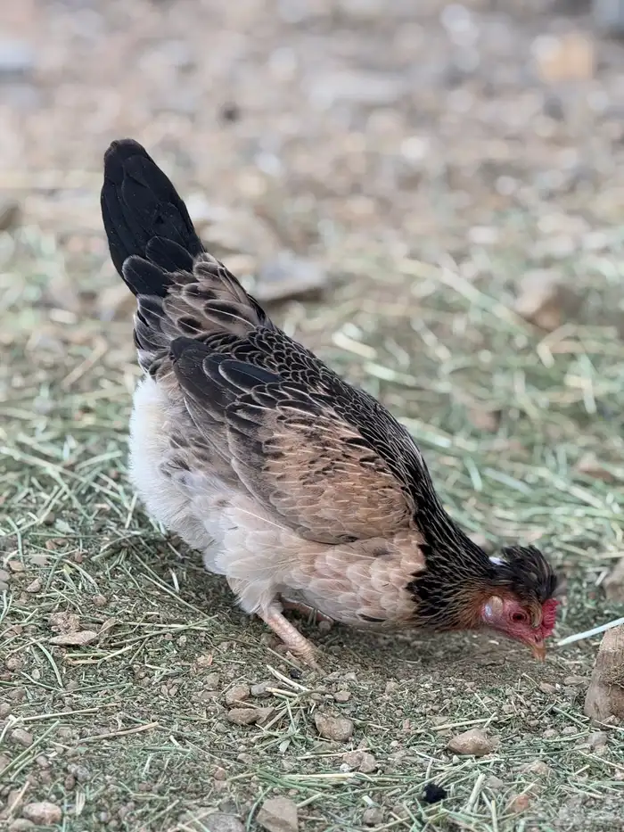 بيض دجاج عربي أصيل (أفرق) 12