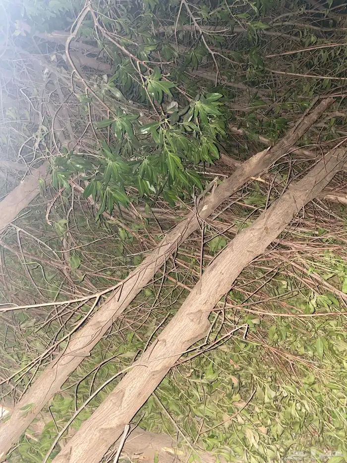 شجر بزرومي فحم 0