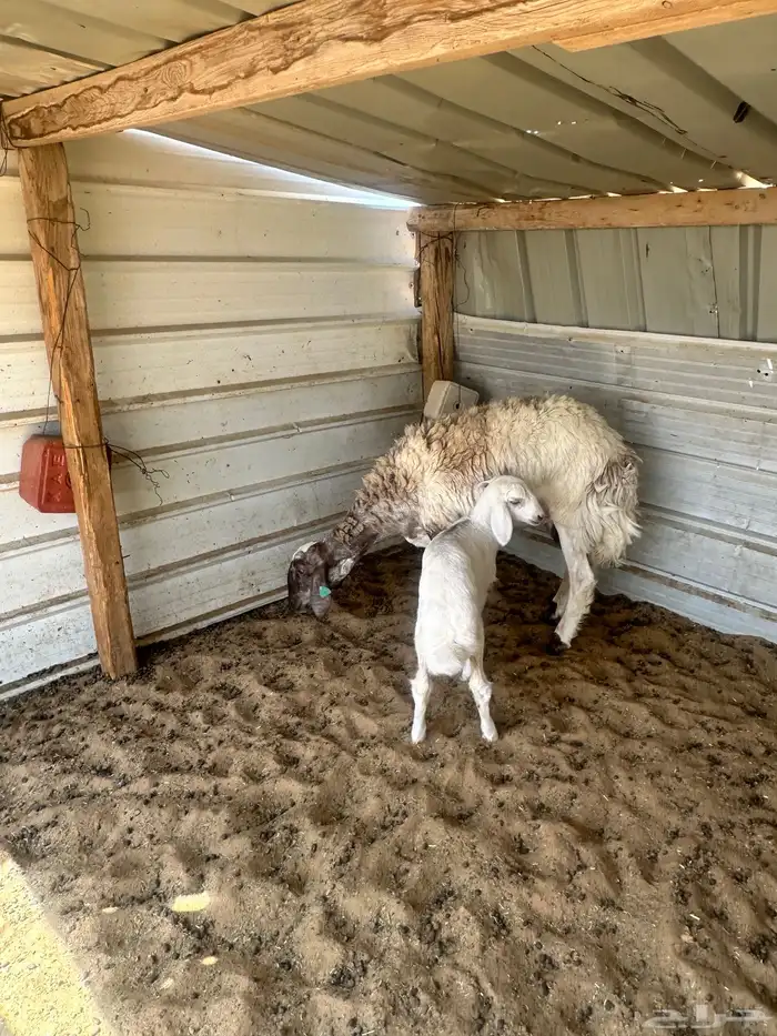 شاة حريه السن ثنيه ومعها رخل تم تم تم البيع 2