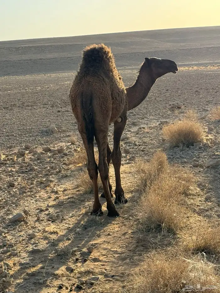 قعود 2