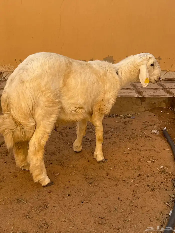 خروف حري 1