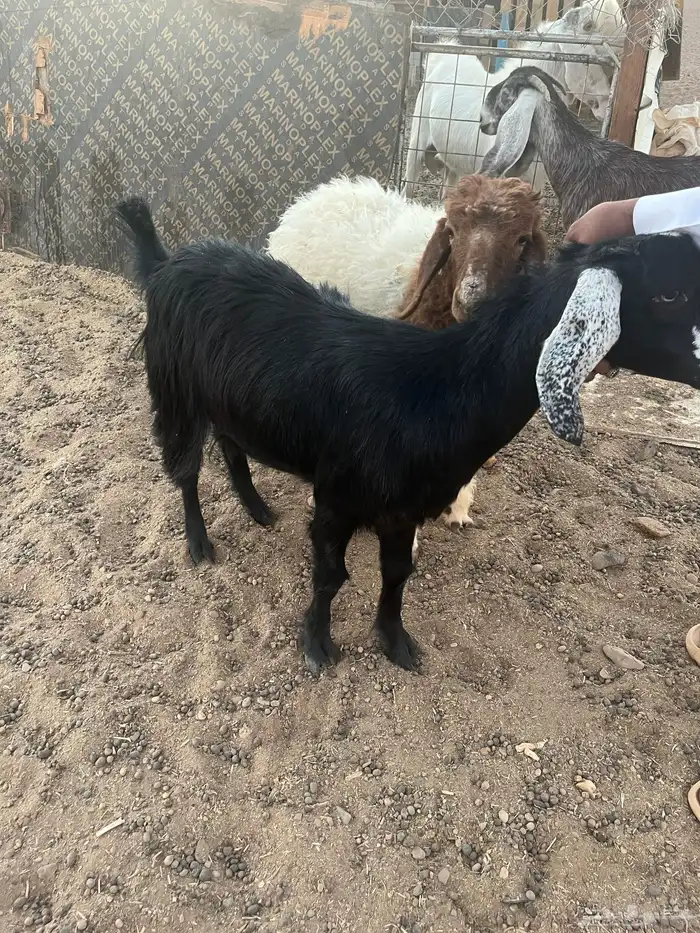 جفره للبيع 0
