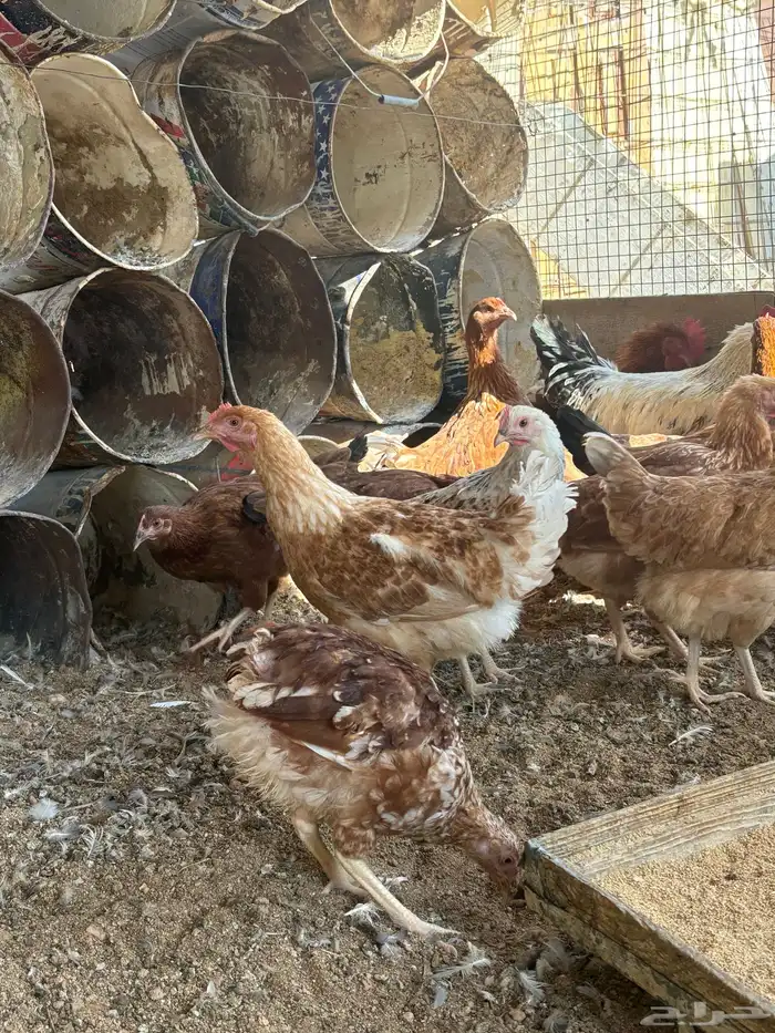 دجاج لوهمان 10