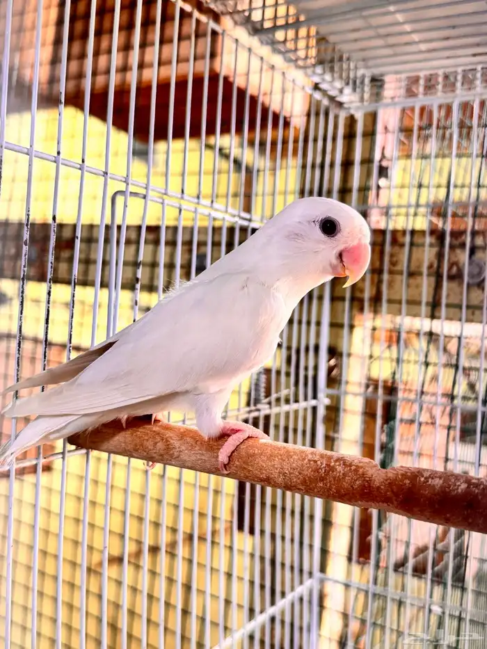 انثى روز 1