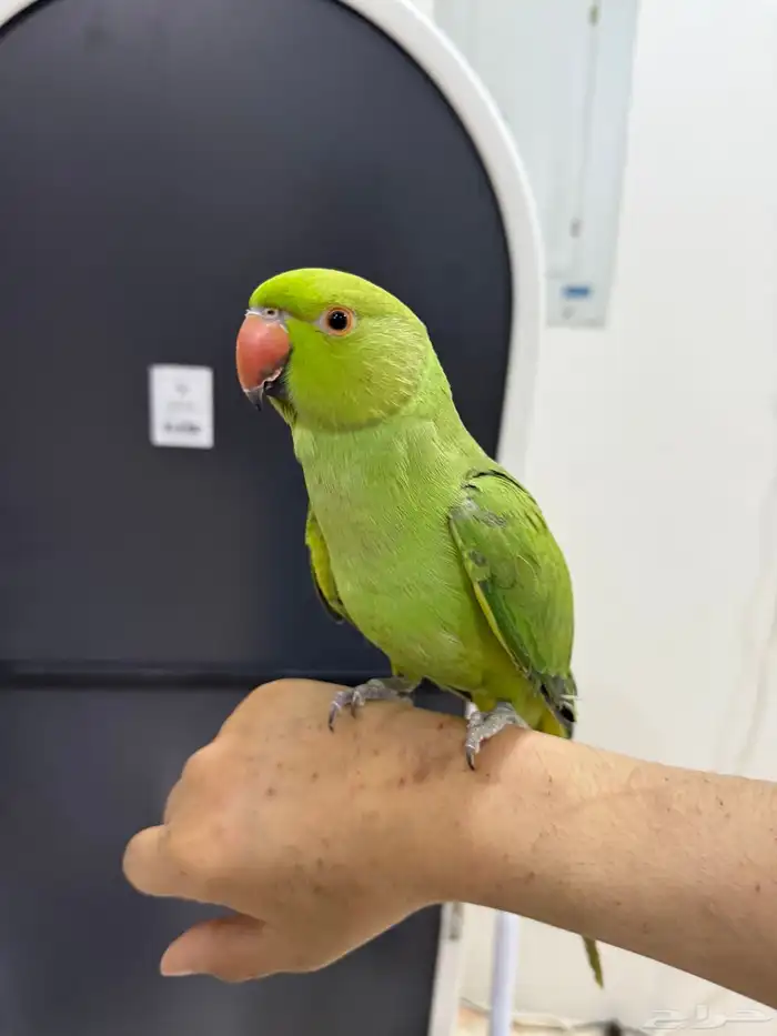 ببغاء دره 3