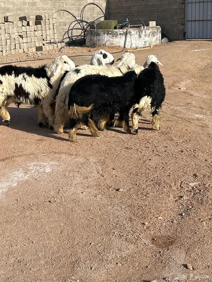 بهم نجد 0