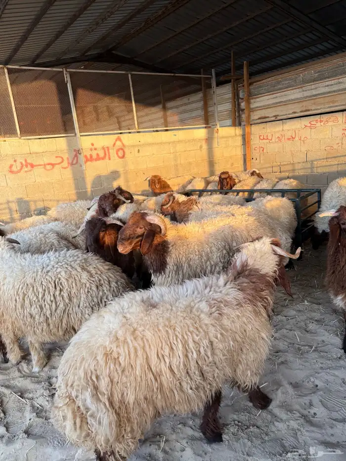 نعيمي بلدي شرط 0