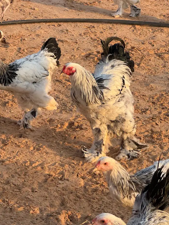 دجاج ابراهما كولمبي اصل 0