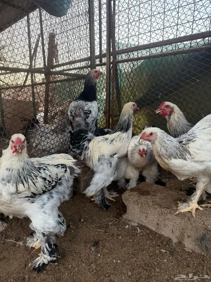 للببع ديوك براهما كولمبي كونك احجام توب 5