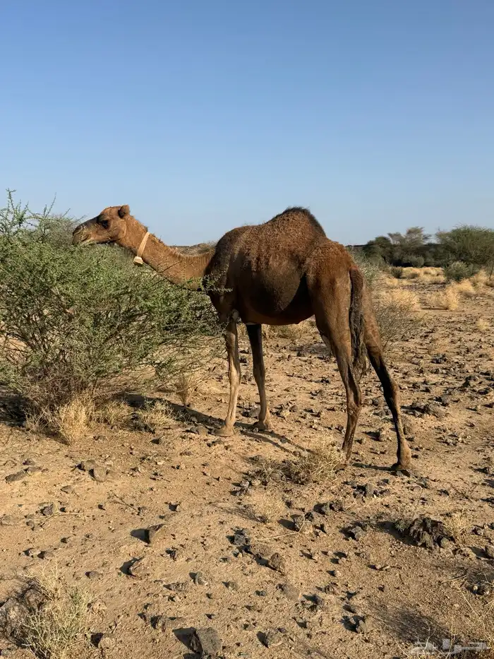 الحمرا القحه العكشي 2