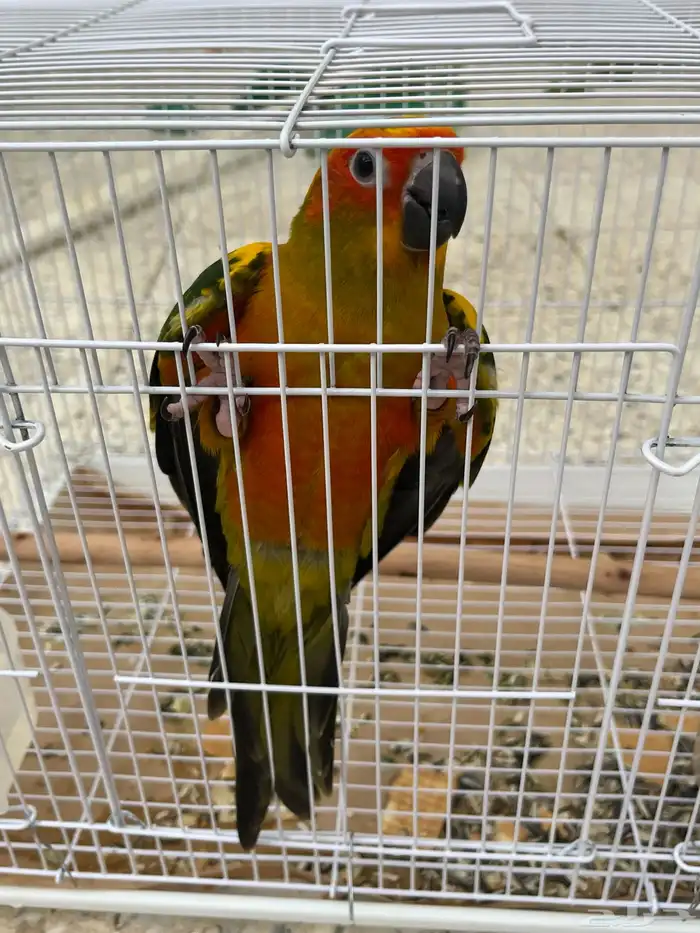 ببغاء صن كنيور 2