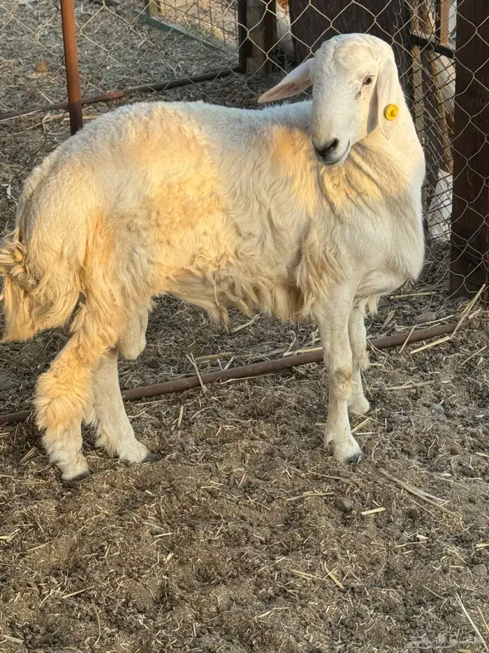 طلي حري تم البيع 0