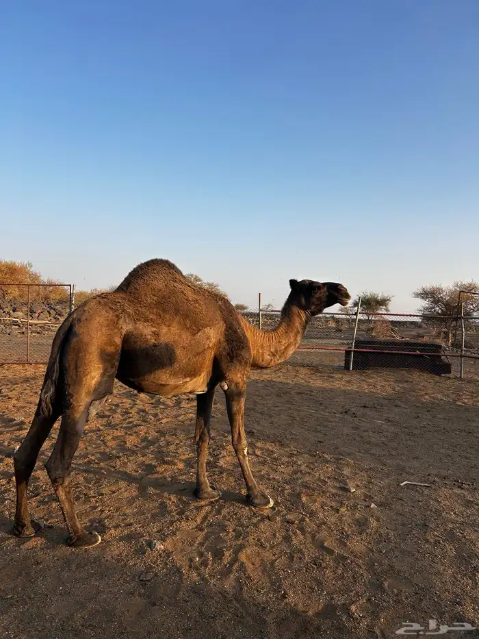 للبيع نياق 6