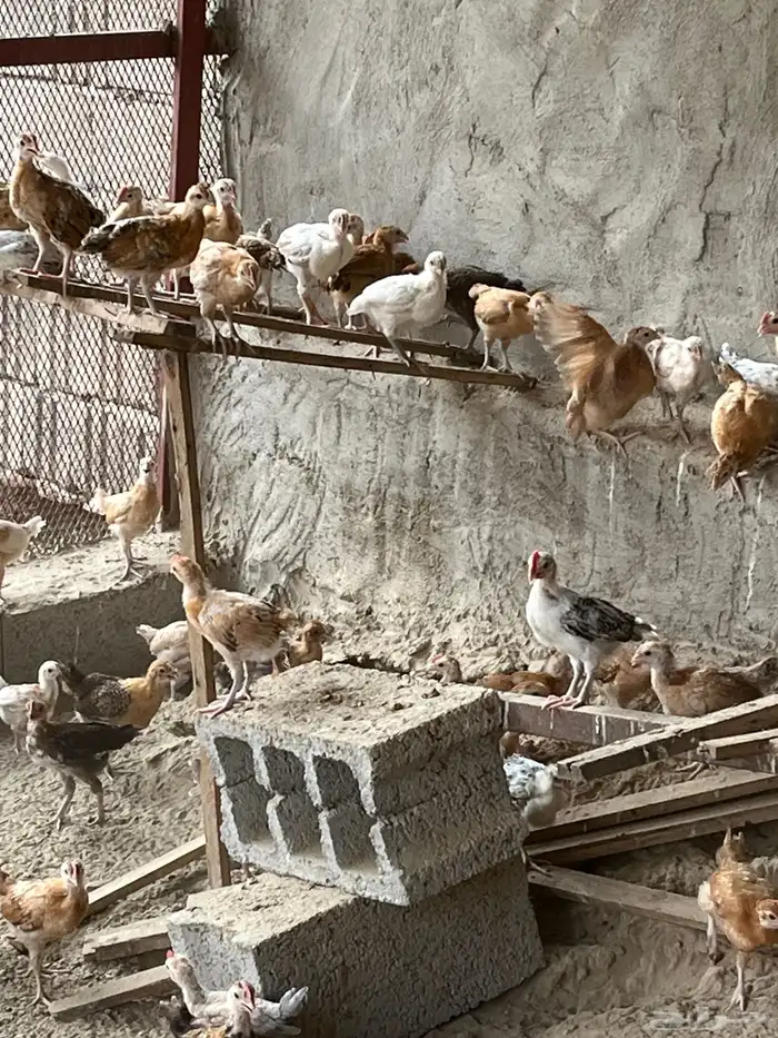دجاج للبيع 2