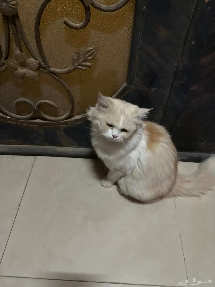 قط ضائع 1
