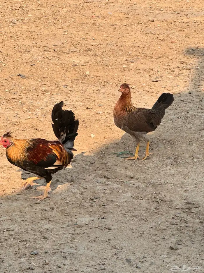 دجاج عربي دجاج جبنيز ديك رومي للبيع 73