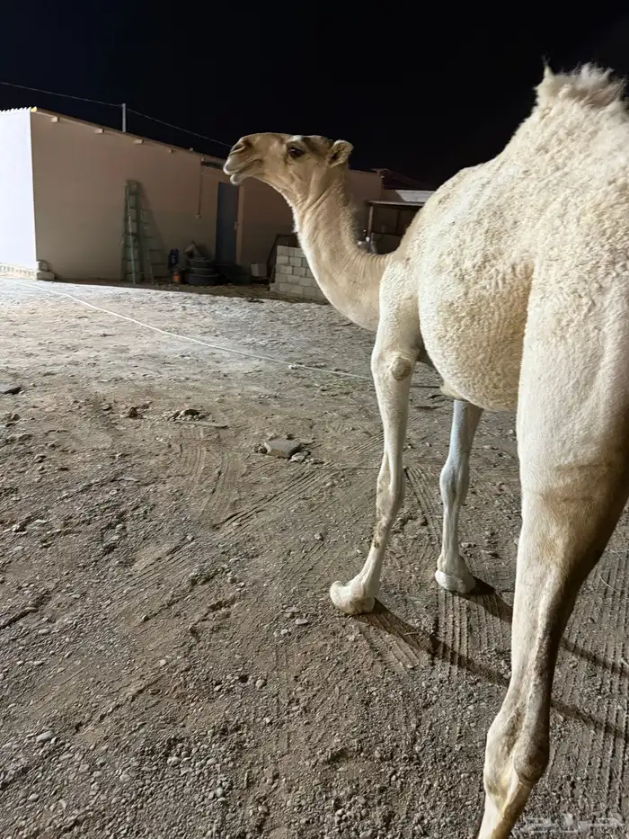 بكره حيسونيه 0