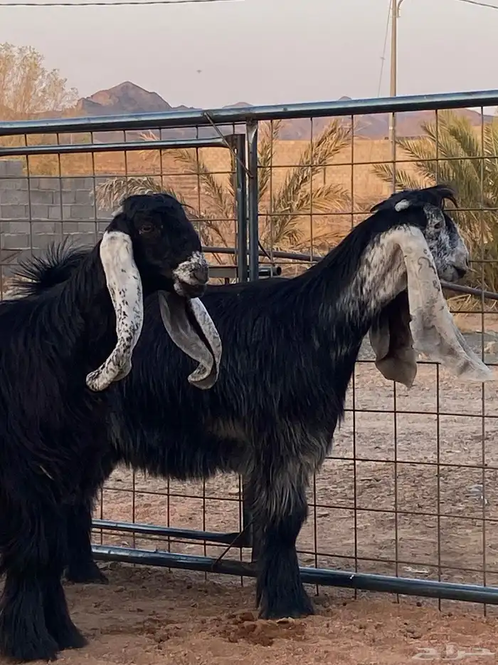 معزا عوارض صنف بفحلها (تم البيع) 5