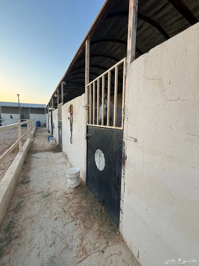 ايواء خيل  مفرق رماح 3