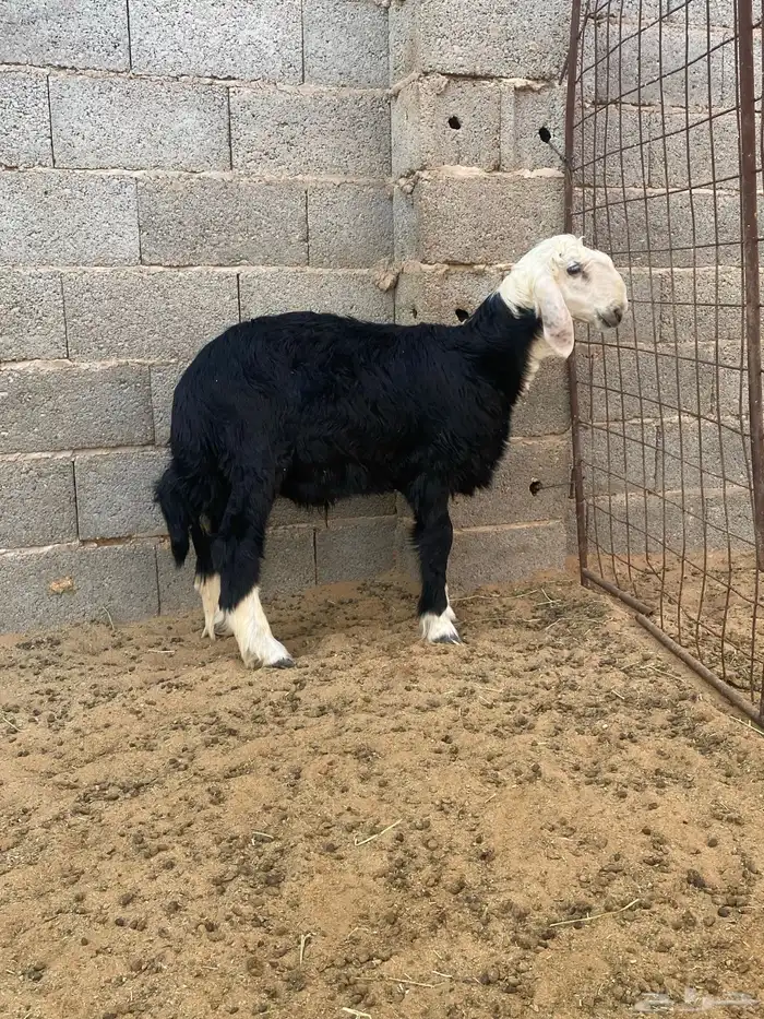 خروف نجدي 0