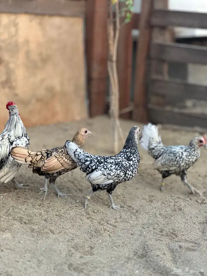 دجاج سبرايت شبابي 4