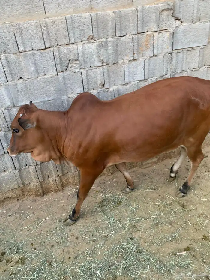 حسيله طيبه جدا جدا صغيره 5