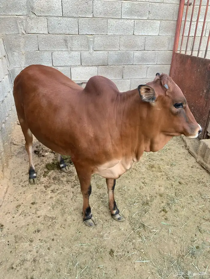 حسيله طيبه جدا جدا صغيره 4