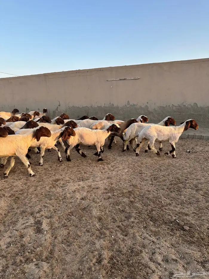 جذعات أنعيم طيبه ( تم البييع ) 13