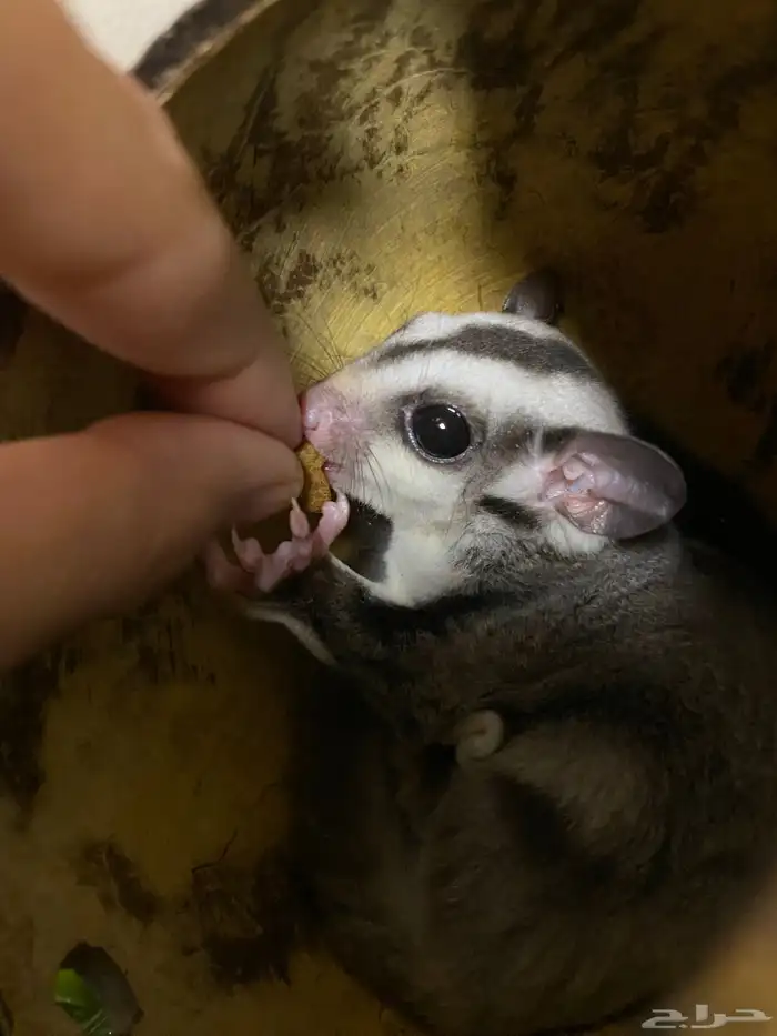 شوقر قلايدر - السنجاب الطائر SugarGlider 1