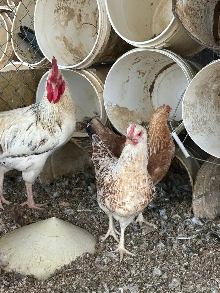 دجاج لوهمان 4