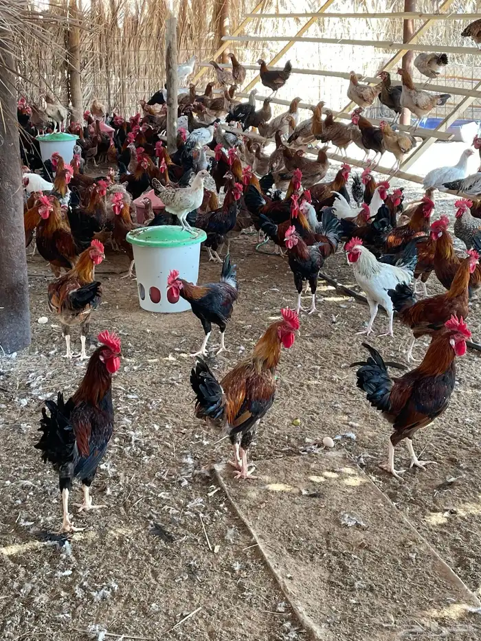 للبيع ديكة بلدي مهجن مع تركي 11