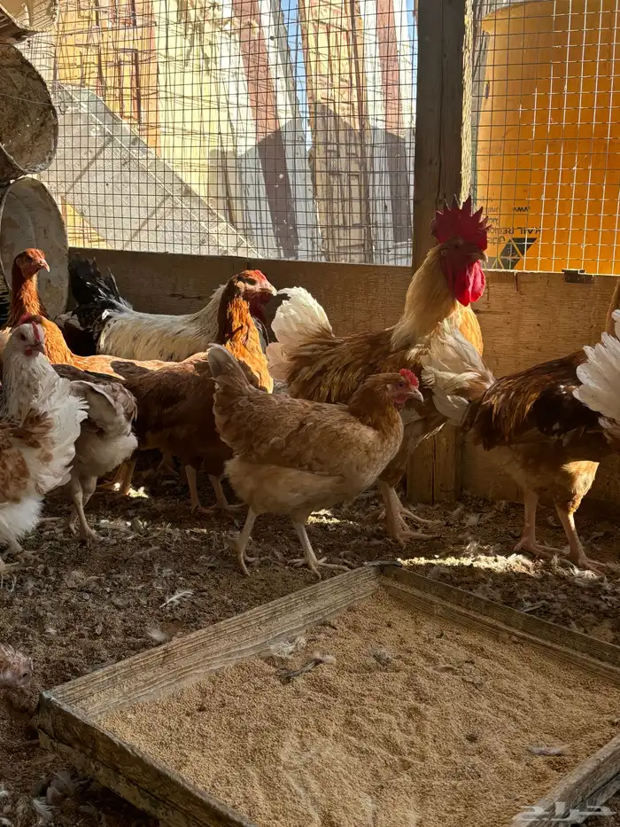 دجاج لوهمان 9