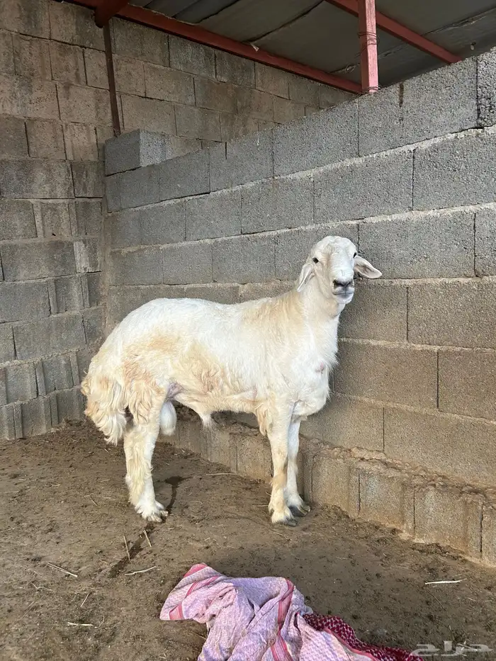 الباحه قلوه تهامه 0
