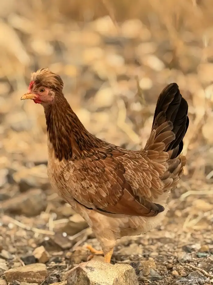 بيض دجاج عربي أصيل (أفرق) 36