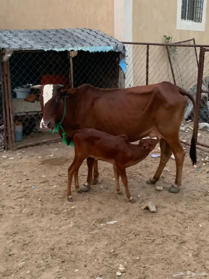 بقره للبيع 1
