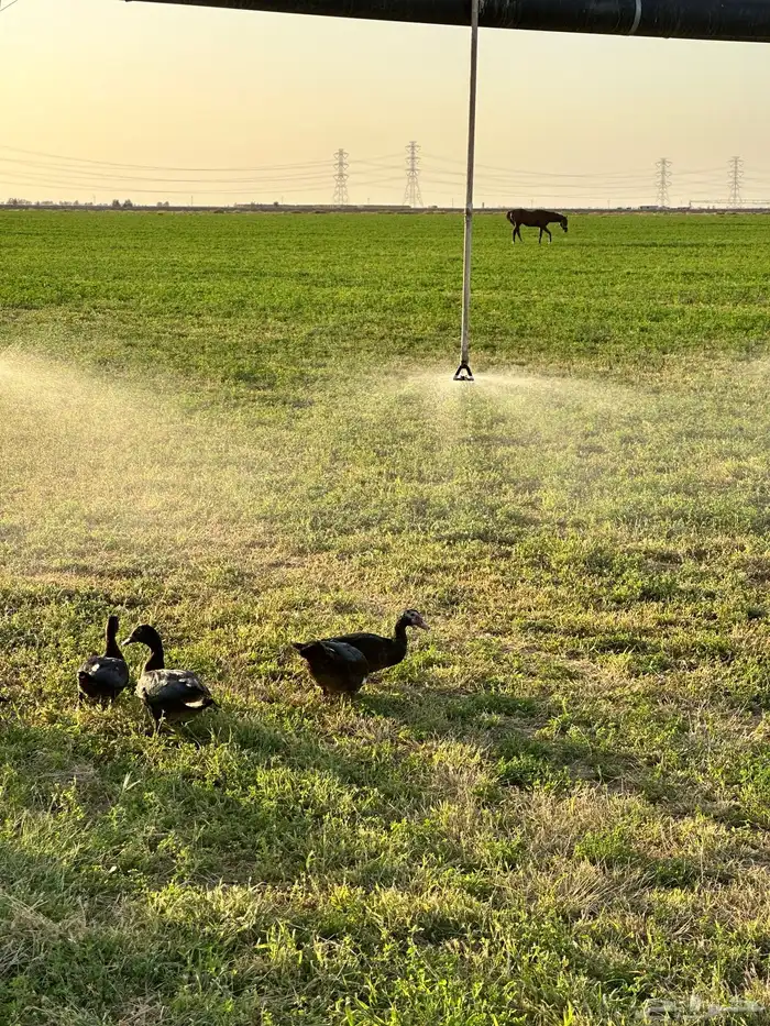 مطلوب مزرعه 0