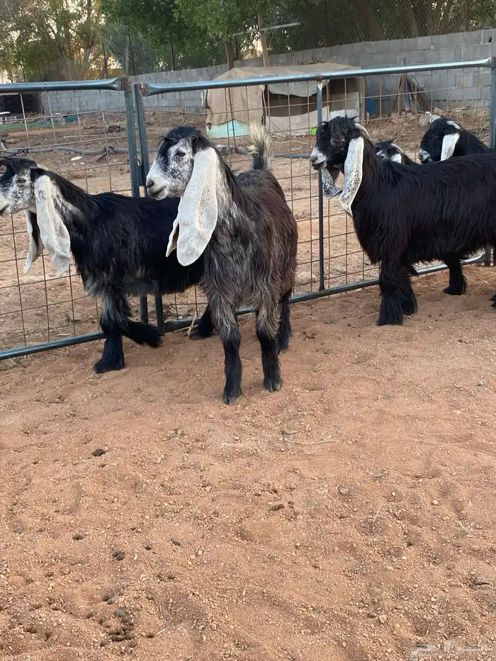 معزا عوارض صنف بفحلها (تم البيع) 10